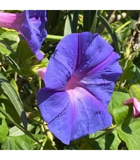 Ipomea - untreated seeds