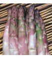 Asparagus Argenteuil - Untreated seeds