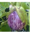 Gandia striped eggplant - untreated seeds