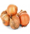 Late Valencian onion - untreated seeds