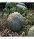 Hungarian blue squash - untreated seeds