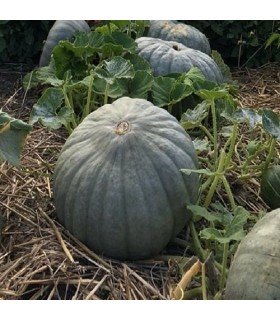 Hungarian blue squash - untreated seeds