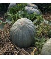 Hungarian blue squash - untreated seeds
