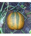 Lady Godiva pumpkin - seeds untreated