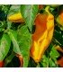 Yellow bull's horn pepper - untreated seeds