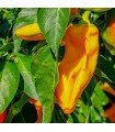 Yellow bull's horn pepper - untreated seeds
