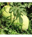 Charleston gray watermelon - untreated seeds