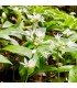 Bear garlic (Allium ursinum) - untreated seeds