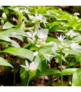Ajo de osos (Allium ursinum)