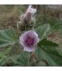 Marshmallow (althaea officinalis) - untreated seeds