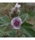 Marshmallow (althaea officinalis) - untreated seeds