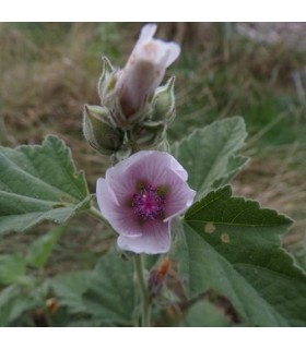 Malvavisco (althaea officinalis) - semillas no tratadas