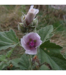 Malvavisco (althaea officinalis) - semillas no tratadas