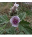Marshmallow (althaea officinalis) - untreated seeds