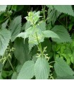 Greater nettle (Urtica dioica) - untreated seeds
