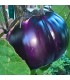 Violet Florence Eggplant - untreated seeds