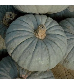 Calabaza Beretta piacentina