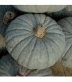 Pumpkin Beretta piacentina (untreated seeds)
