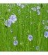 Flax (untreated seeds)
