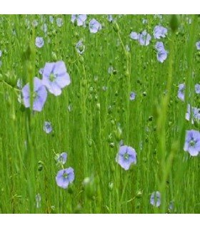 Flax (untreated seeds)