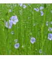 Flax (untreated seeds)