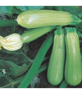 Courgettes génoises - graines non traitées