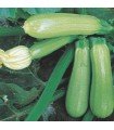 Genoese zucchini - untreated seeds
