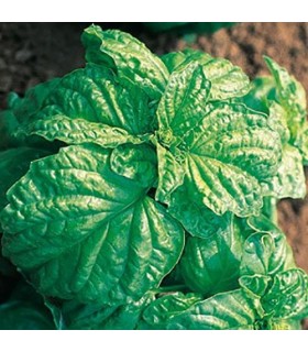 Mammouth basil - untreated seeds