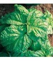 Mammouth basil - untreated seeds