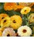Calendula Playtime - untreated seeds