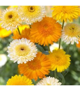 Mélange Calendula Roitelet - graines non traitées
