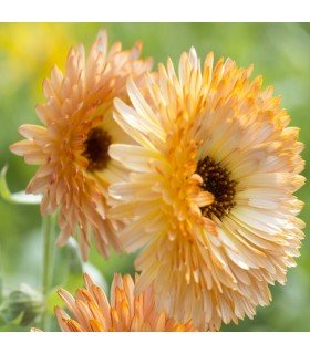 Calendula Orange Flash