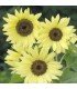 Girasol Buttercream F1 - semillas no tratadas
