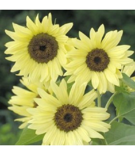 Girasol Buttercream F1 - semillas no tratadas