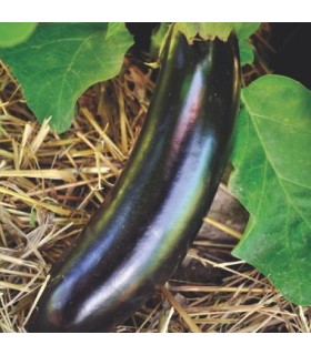 Aubergine Diamond - graines non traitées