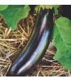 Berenjena Diamond - semillas no tratadas