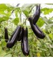 Violet barbentane eggplant - untreated seeds