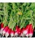 French breackfast radish - untreated seeds