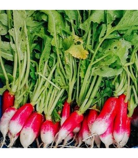 French breackfast radish - untreated seeds