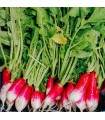 French breackfast radish - untreated seeds