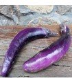 Ping Tung Eggplant - untreated seeds