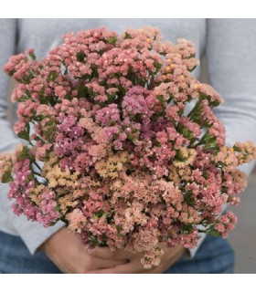 Statice QIS Apricot (siempreviva)