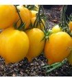 Tomato Citrina - untreated seeds