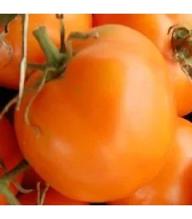 Tomate mandarine - graines non traitées
