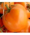 Tangerine tomato - untreated seeds