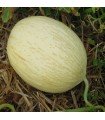 Melon branco do Ribatejo - semillas no tratadas