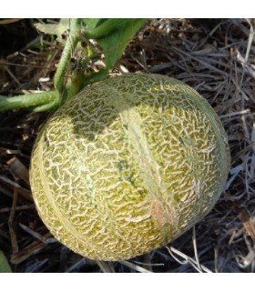 Melon Model - semillas no tratadas