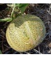 Melon Model - untreated seeds