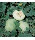 Honey Dew melon - untreated seeds