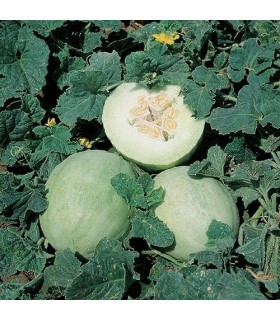 Melon Honey Dew - graines non traitées